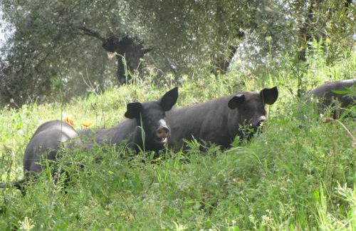 Cortijo "Era Grande 2" - Foto 44