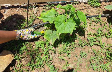 Villa Anasa Residence - Foto 55