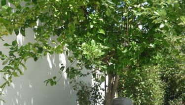 Casa da Terra - Foto 2, Garden