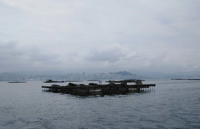Pontevedra Estuary Boat Ride + Mussel Tasting - Photo 3