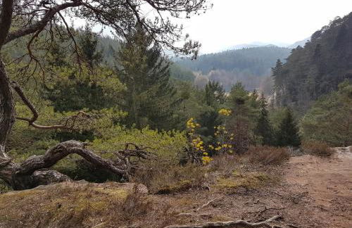Ferienwohnung Waldliebe Hinterweidenthal - Foto 16