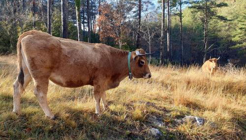 Precioso apartamento en el Pirineo Catalán - Foto 2