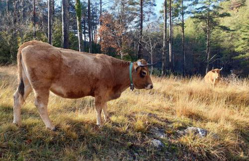 Precioso apartamento en el Pirineo Catalán - Foto 2