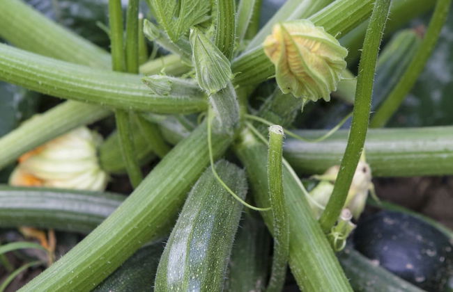 Countryside Getaway near River & Sea - Foto 26