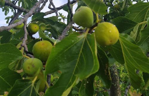Apartment PARENZANA, little row HOUSE with big green yard in central Istria - Foto 47