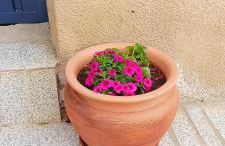 Casa Sardinha - Foto 6