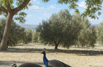 Cortijo Bablou - Foto 75