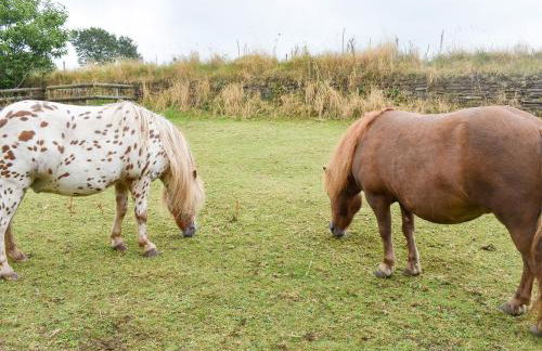The Swallows - Foto 26