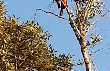 Biju's Little Farm - Foto 37