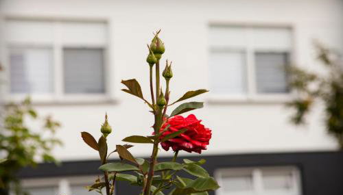 Apartman Kuća 150 - Foto 4