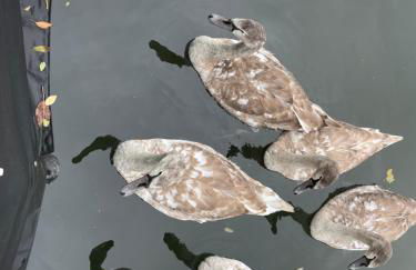 Cosy Canal Boat in Little Venice for Family & Friends - Photo 15