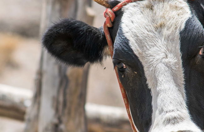 Hacienda La Colpa & Baños del Inca Excursion - Photo 1