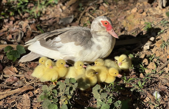 HACIENDA ILUMINADA ECO RETREAT - Foto 20