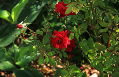 Apartments by the sea Viganj, Peljesac - 10189 - Foto 8