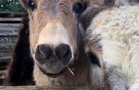 Tenuta Saracone - Foto 56