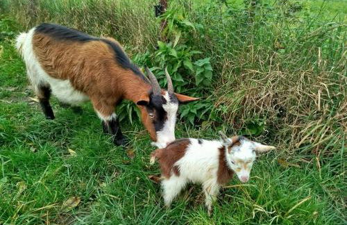 Bed and Bike Rheine - Foto 53