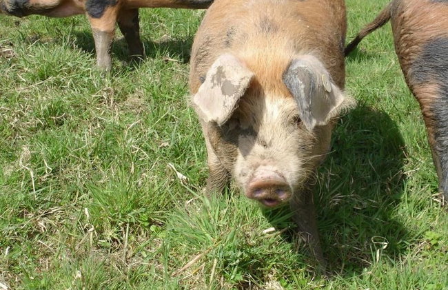 Leworthy Farmhouse - Photo 36
