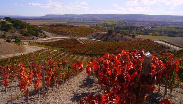 Quinta Sardonia Winery Visit - Foto 3