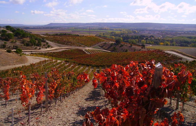 Visita a Quinta Sardonia - Foto 3