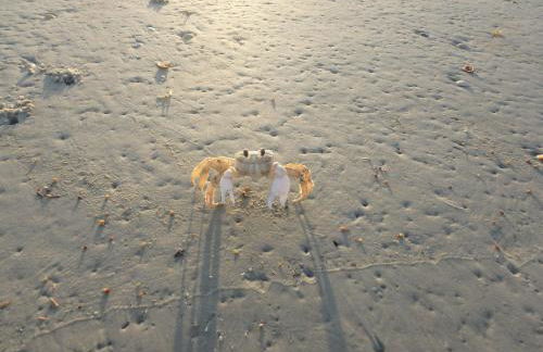 Honu Hideaway at Ocean Walk Resort - Foto 24