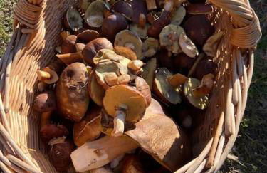 Gästesuite am Waldrand, Ausstieg auf Zeit - Foto 13