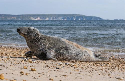 Stunning Luxury Apartment in Central Lymington - Foto 53