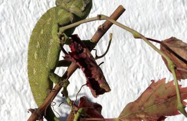 El Majuelo 2 - Foto 41