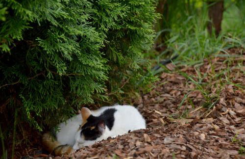 Ferienbauernhof Masunerhof - Foto 17