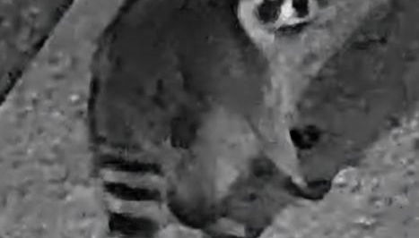 Fully Renovated, Quiet, Spacious Disney Themed Pool Home with Office - Foto 2