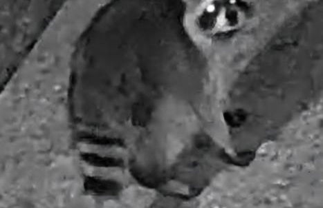 Fully Renovated, Quiet, Spacious Disney Themed Pool Home with Office - Foto 2