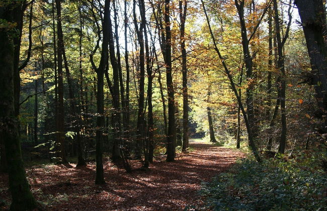 Bungalow in Eifel Near Mountain Trails - Foto 17