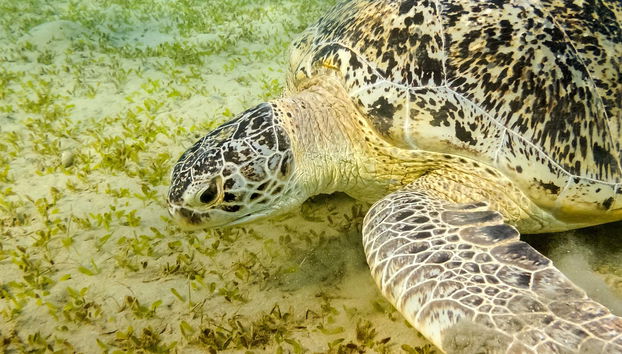 Snorkeling in Marsa Mubarak
