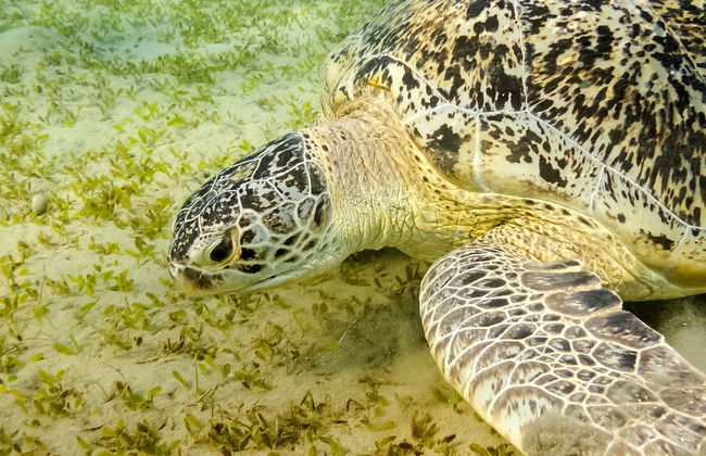 Snorkeling in Marsa Mubarak - Photo 4