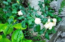 Ορεινος Παραδεισος - Photo 31