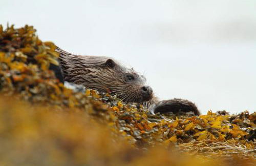 The Old School - Foto 27