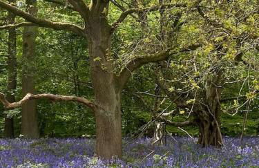 North Cottage Marlfields Hall, Stunning Location - Foto 13