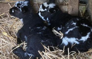 Little Barn - Foto 56