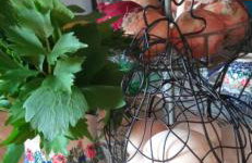 Agroturystyka Jak Makiem Zasiał Dworki 10 - Foto 79