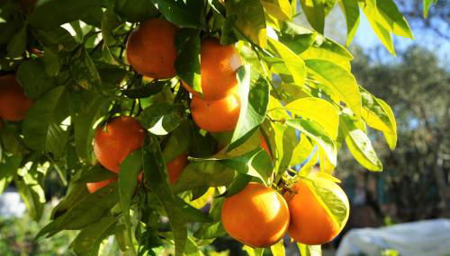 La Casa dell'Arancio - Foto 2