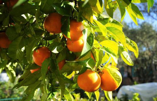 La Casa dell'Arancio - Foto 2