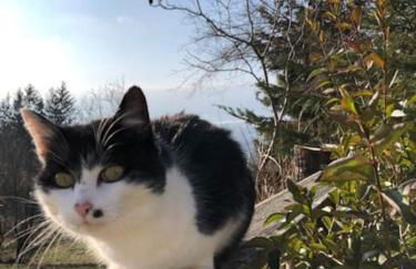 Sous le Tilleul - Foto 19