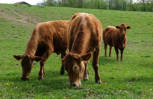 Naturlandhof Mitterer - Photo 4