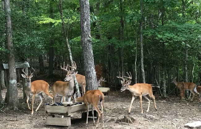 Mountain Community Home In Ellijay! Games, Private Hot Tub and Sunsets! - Foto 32