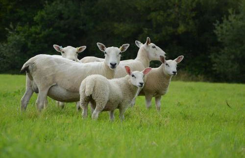 Gants Mill Farmhouse - walk to Bruton - Foto 32