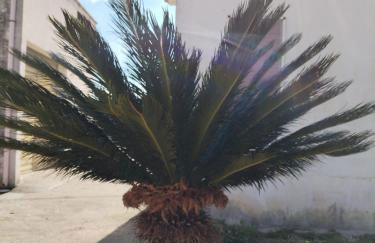 La dimora salentina - Foto 11