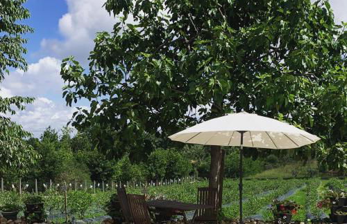 Quinta Vale Salgueiro - Foto 49