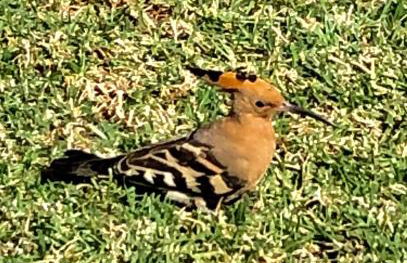 Casa do Alto (top floor apartment) - Foto 51