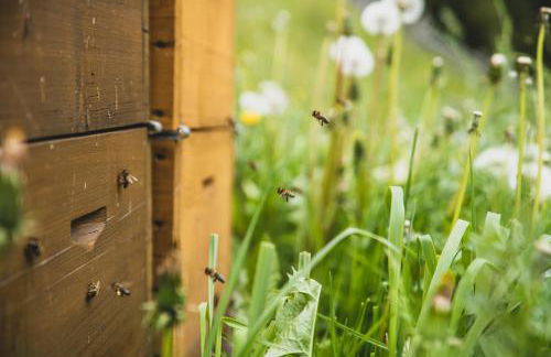 Ferienwohnungen Wiesbauer - Foto 32