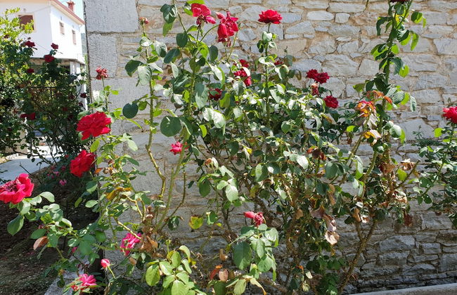 Zmas Studios - Foto 34