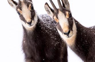 L'Orgelétaine : Grande Maison au milieu des Lacs du Jura - Foto 65